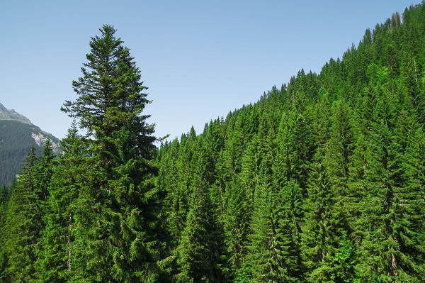 pine-forest.jpg