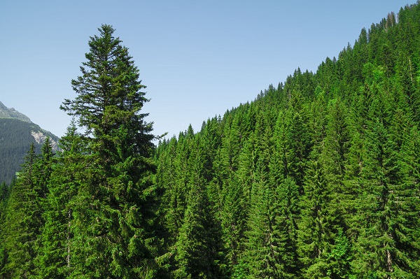 EMC photo of large forest of trees