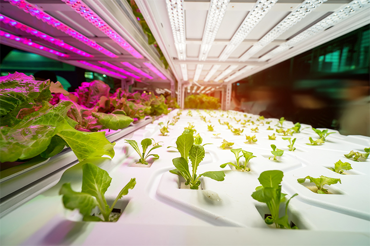 plants under grow lights