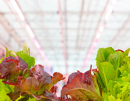 greenhouse grow lights