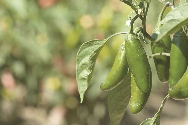 jalapeno plant in the sun